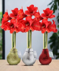 No Water Flowers® (wax amaryllis) | Glitterz® Classic Mix (3 pack) + Red flower