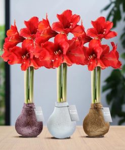 No Water Flowers® (wax amaryllis) | Glitterz® Charm Mix (3 pack) + Red flower