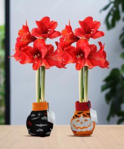 No Water Flowers® (wax amaryllis) | Fashionz Halloween Mix (2 pack) + Red flower