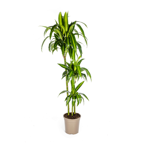 Dracaena Deremensis Hawaiian Sunshine Ø24cm – ↕140cm