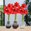 No Water Flowers® (wax amaryllis) | Waxz® Snow Mix (3 pack) + Red flower