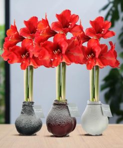 No Water Flowers® (wax amaryllis) | Waxz® Snow Mix (3 pack) + Red flower