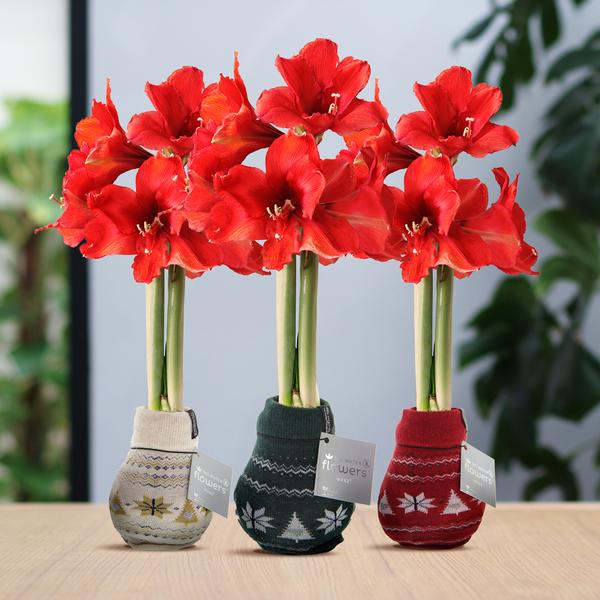 No Water Flowers® (wax amaryllis) | Fashionz Nordic Mix (3 pack) + Red flower