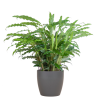 Calathea Rufibarba mit Viber Grau – 55cm – Ø17