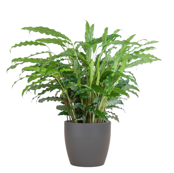 Calathea Rufibarba mit Viber Grau – 55cm – Ø17