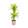 Dracaena Deremensis Lemon Lime Ø19cm – ↕80cm