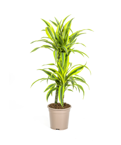 Dracaena Deremensis Lemon Lime Ø19cm – ↕80cm