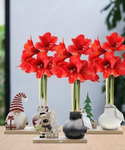 No Water Flowers® (wax amaryllis) | Winter Wonderland Mix (3 pack) + Red flower