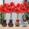 No Water Flowers® (wax amaryllis) | Fashionz Xmas Fun Silly Mix (4 pack) + Red flower