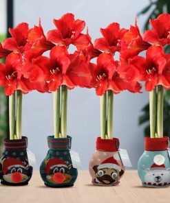 No Water Flowers® (wax amaryllis) | Fashionz Xmas Fun Silly Mix (4 pack) + Red flower