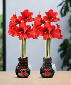 No Water Flowers® (wax amaryllis) | Fashionz Xmas Fun Rudolph Mix (2 pack) + Red flower