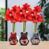 No Water Flowers® (wax amaryllis) | Fashionz Xmas Fun Classic Mix (3 pack) + Red flower