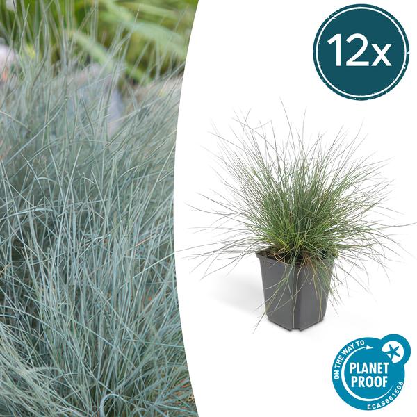 Festuca glauca ‚Elijah Bleu‘ – ↕10-25cm – Ø9cm – 12x