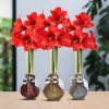 No Water Flowers® (wax amaryllis) | Waxz® Jingle Bellz Mix (3 pack) + Red flower