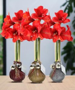 No Water Flowers® (wax amaryllis) | Waxz® Jingle Bellz Mix (3 pack) + Red flower