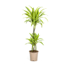 Dracaena Deremensis Lemon Lime Ø21cm – ↕100cm