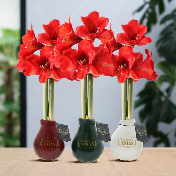 No Water Flowers® (wax amaryllis) | Waxz® Printz „Wonderful XMAS“ Mix (3 pack) + Red flower