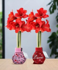 No Water Flowers® (wax amaryllis) | Fashionz Love Mix (2 pack) + Red flower