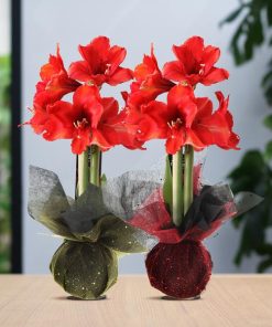 No Water Flowers® (wax amaryllis) | Wrapz Mix (2 pack) + Red flower