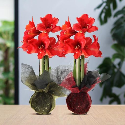 No Water Flowers® (wax amaryllis) | Wrapz Mix (2 pack) + Red flower