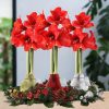 No Water Flowers® (wax amaryllis) | Wreath Christmas Mix (3 pack) + Red flower