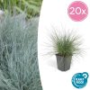 Festuca glauca ‚Elijah Bleu‘ – ↕10-25cm – Ø9cm – 20x