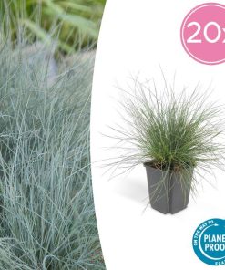 Festuca glauca ‚Elijah Bleu‘ – ↕10-25cm – Ø9cm – 20x