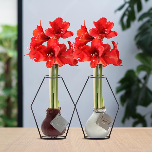 No Water Flowers® (wax amaryllis) | Formz Modern Mix (2 pack) + Red flower