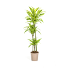 Dracaena Deremensis Lemon Lime Ø24cm – ↕140cm