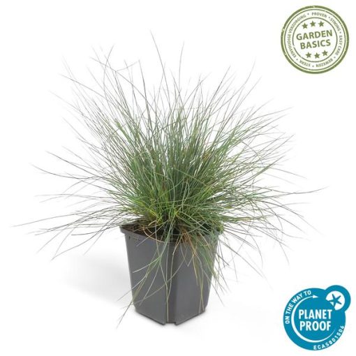 Festuca glauca 'Elijah Bleu' - ↕10-25cm - Ø9cm - 20x – Bild 2