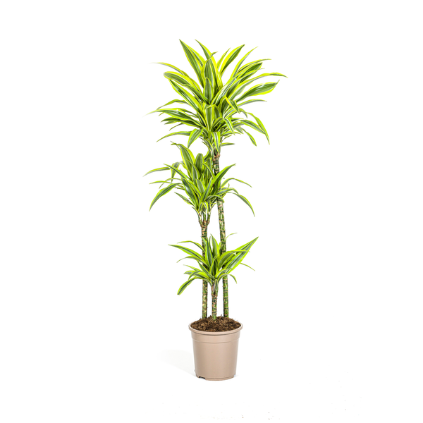 Dracaena Deremensis Lemon Lime Ø24cm – ↕140cm