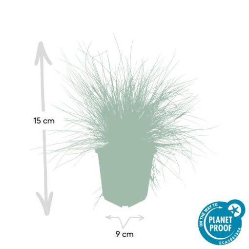 Festuca glauca 'Elijah Bleu' - ↕10-25cm - Ø9cm - 20x – Bild 3