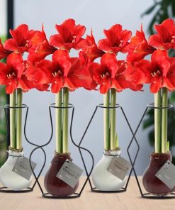 No Water Flowers® (wax amaryllis) | Formz Mix (4 pack) + Red flower