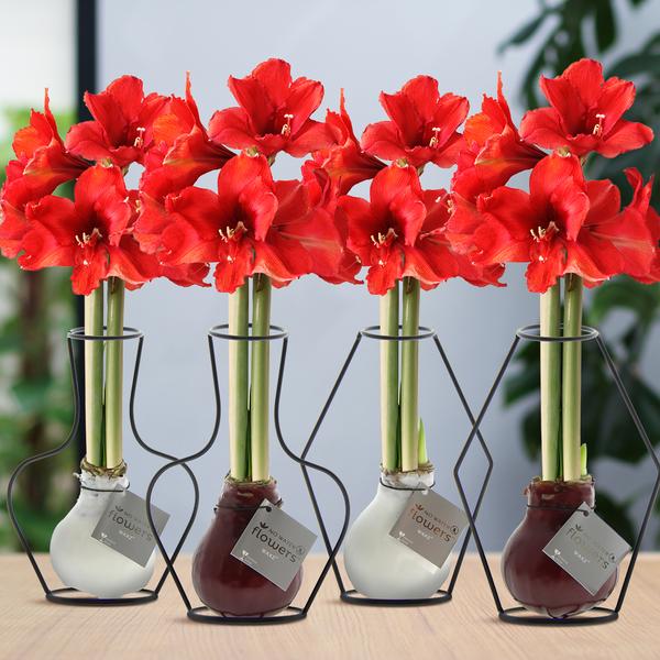 No Water Flowers® (wax amaryllis) | Formz Mix (4 pack) + Red flower