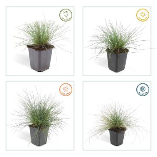 Festuca glauca 'Elijah Bleu' - ↕10-25cm - Ø9cm - 20x – Bild 4