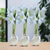 No Water Flowers® (wax amaryllis) | Waxz® Colours White (3 pack) + White flower