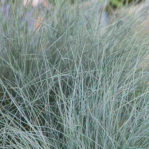 Festuca glauca 'Elijah Bleu' - ↕10-25cm - Ø9cm - 20x – Bild 5