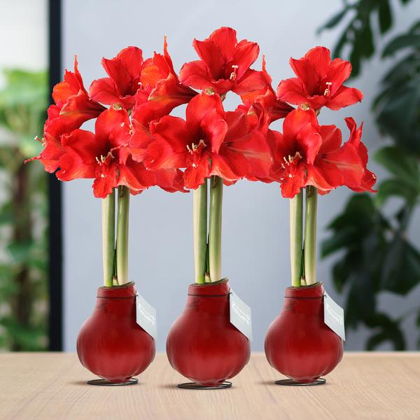 No Water Flowers® (wax amaryllis) | Waxz® Colours Red (3 pack) + Red flower