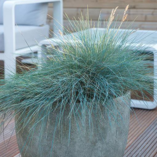 Festuca glauca 'Elijah Bleu' - ↕10-25cm - Ø9cm - 20x – Bild 6