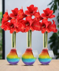 No Water Flowers® (wax amaryllis) | Rainbow (3 pack) + Red flower