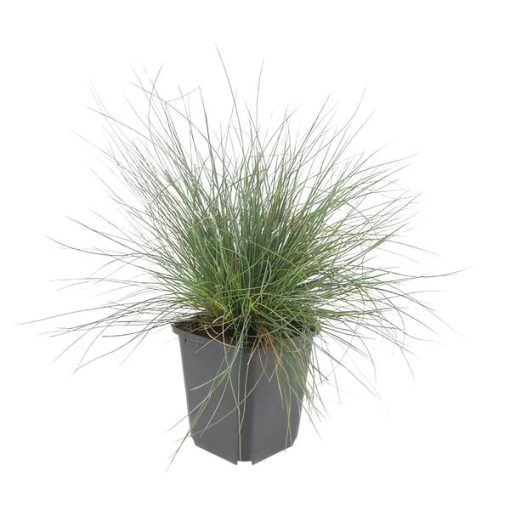 Festuca glauca 'Elijah Bleu' - ↕10-25cm - Ø9cm - 20x – Bild 7