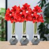 No Water Flowers® (wax amaryllis) | Giletz Bowtie (3 pack) + Red flower