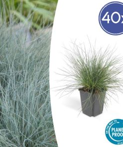 Festuca glauca ‚Elijah Bleu‘ – ↕10-25cm – Ø9cm – 40x