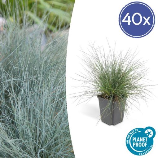 Festuca glauca 'Elijah Bleu' - ↕10-25cm - Ø9cm - 40x