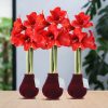 No Water Flowers® (wax amaryllis) | Velvet Touchz® Bordeaux (3 pack) + Red flower