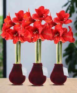 No Water Flowers® (wax amaryllis) | Velvet Touchz® Bordeaux (3 pack) + Red flower