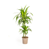 Dracaena Deremensis Lisa Ø19cm – ↕80cm