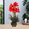 No Water Flowers® (wax amaryllis) | Wrapz – Gold + Red flower