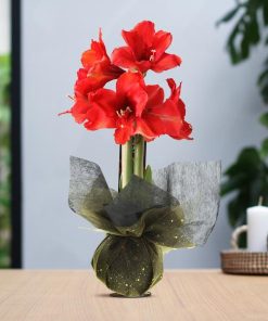 No Water Flowers® (wax amaryllis) | Wrapz – Gold + Red flower