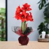 No Water Flowers® (wax amaryllis) | Wrapz – Red + Red flower